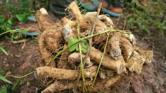 Health Benefits of Wild Yam Root