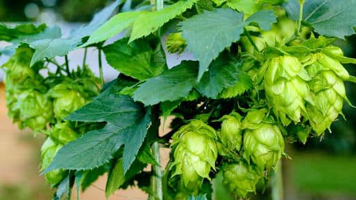 What Are Hops?