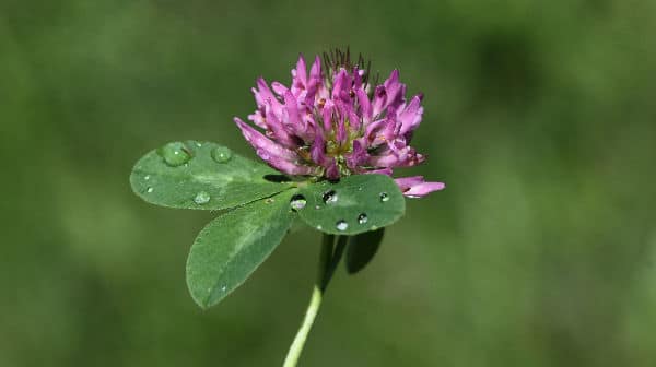 Red Clover Makes Breasts Bigger
