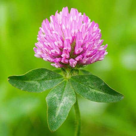 red clover benefits